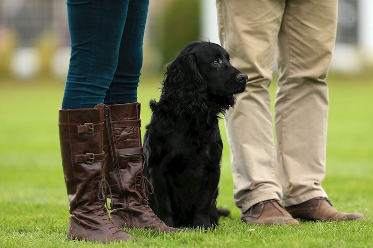 Dog Walking