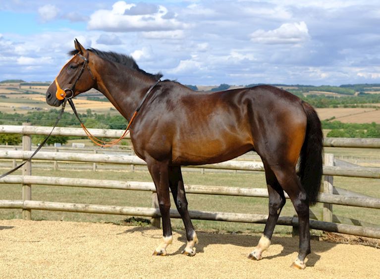 Hes No Trouble - South West Syndicate Horse