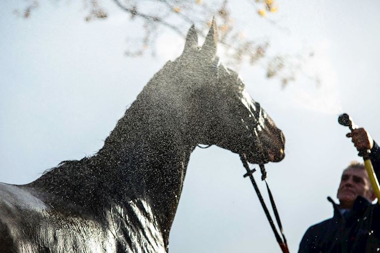 Horse Welfare at the yard