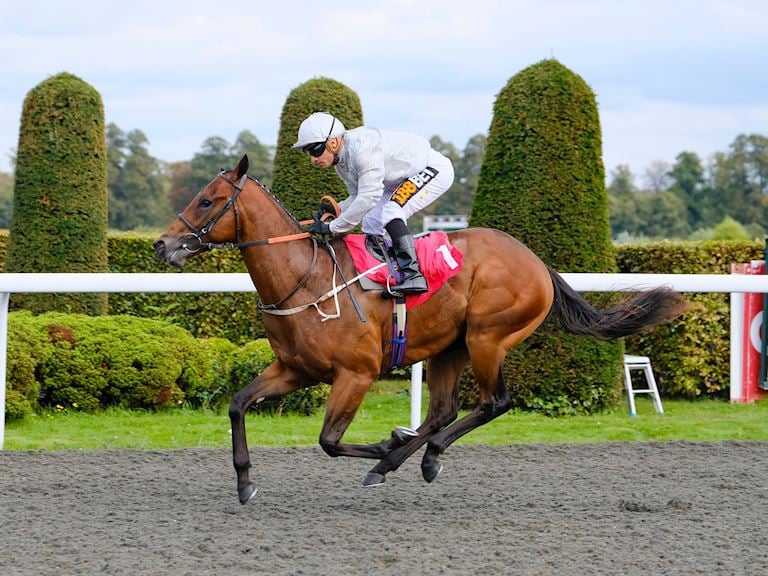 Evening Flat Racing 