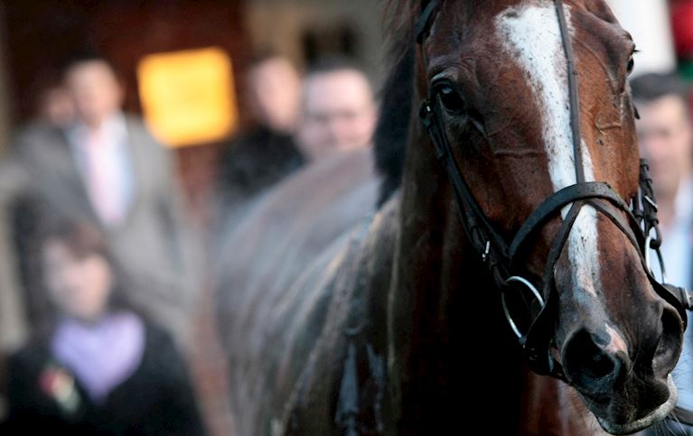 Sandown Park Racecourse Committee Members